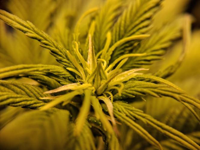 Δ Fast Buds Auto. Week 5 - D35 - Mimosa Cake - First flowers