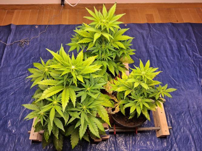 Δ Fast Buds Auto. Week 5 - D38