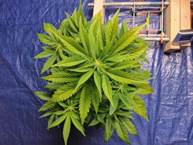 Δ Fast Buds Auto. Week 5 - D38 - Guava