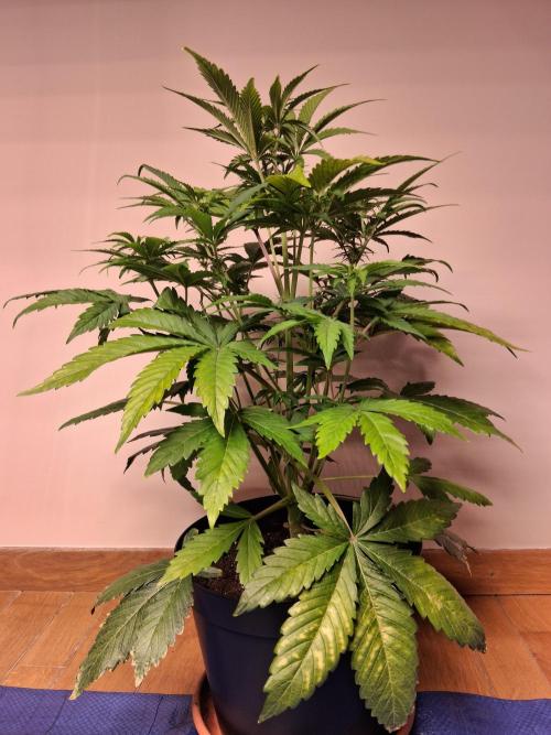 Δ Fast Buds Auto. Week 5 - D38 - Guava