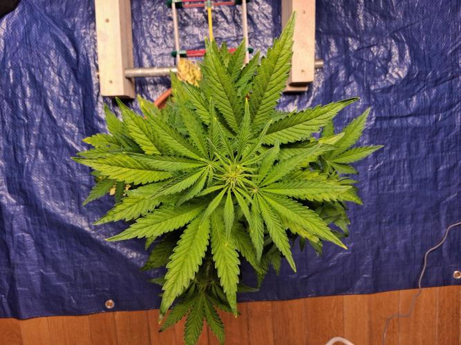 Δ Fast Buds Auto. Week 5 - D38 - Lemon Cherry Cookies