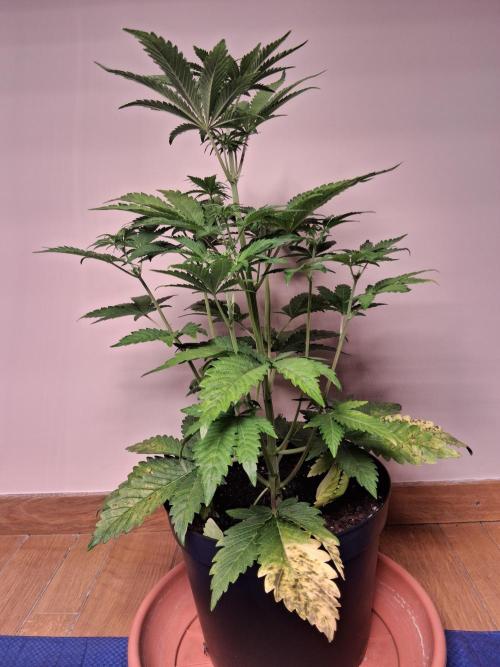 Δ Fast Buds Auto. Week 5 - D38 - Lemon Cherry Cookies