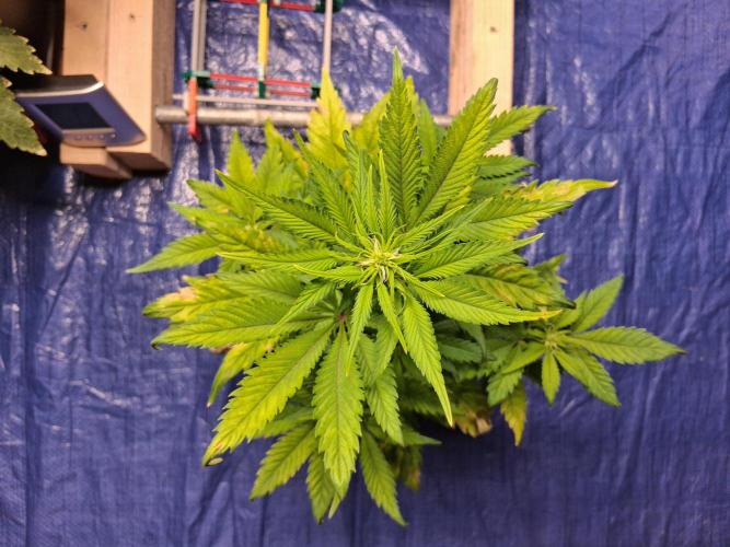 Δ Fast Buds Auto. Week 5 - D38 - Mimosa Cake