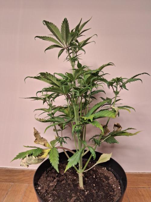 Δ Fast Buds Auto. Week 5 - D38 - Mimosa Cake