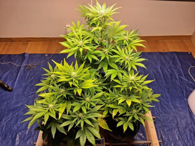 Δ Fast Buds Auto. Week 7 - Day 46