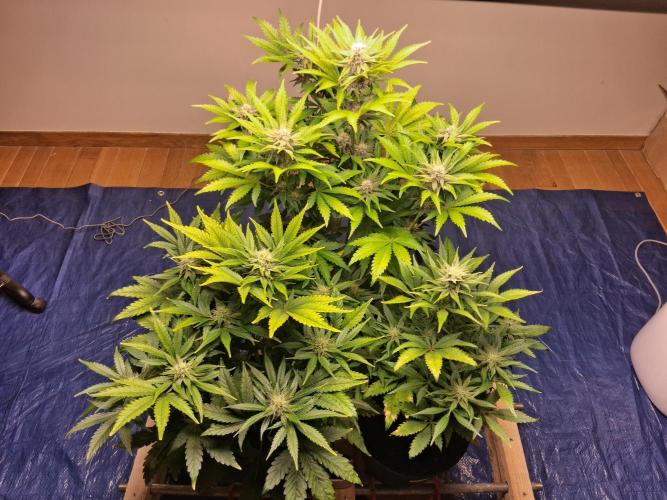 Δ Fast Buds Auto. Week 7 - D52