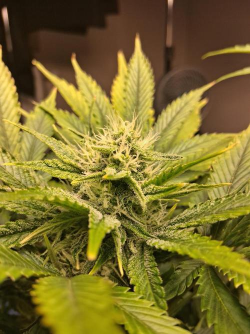 Δ Fast Buds Auto. Week 7 - D52 - Guava