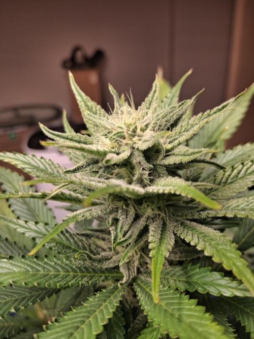 Δ Fast Buds Auto. Week 7 - D52 - Mimosa Cake