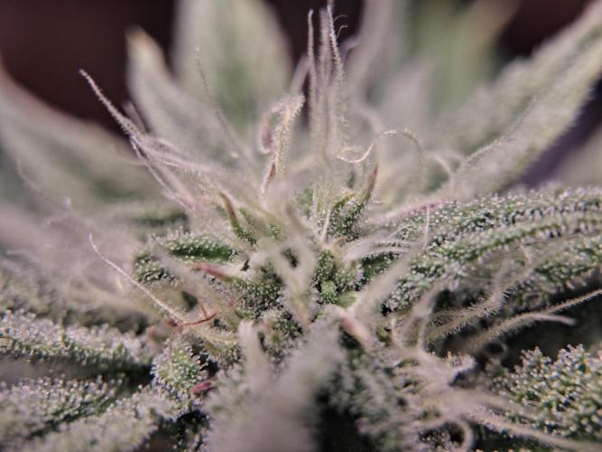 Δ Fast Buds Auto. Week 7 - D52 - Mimosa Cake