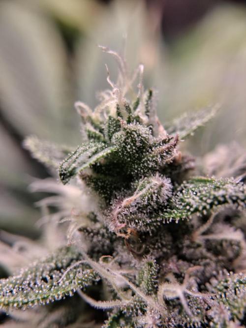 Δ Fast Buds Auto. Week 8 - D59 - Guava