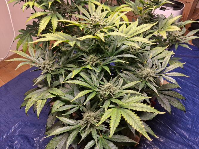 Δ Fast Buds Auto. Week 8 - D59 - Guava