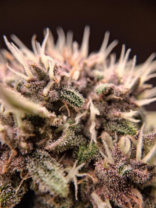 Δ Fast Buds Auto. Week 8 - D59 - Lemon Cherry Cookies