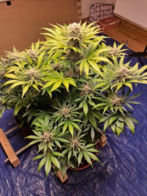 Δ Fast Buds Auto. Week 8 - D59 - Lemon Cherry Cookies