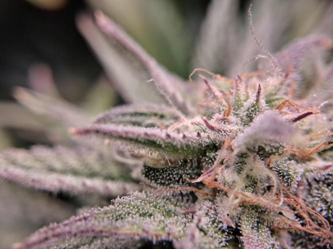 Δ Fast Buds Auto. Week 8 - D59 - Mimosa Cake