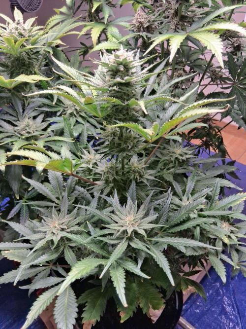 Δ Fast Buds Auto. Week 8 - D59 - Mimosa Cake