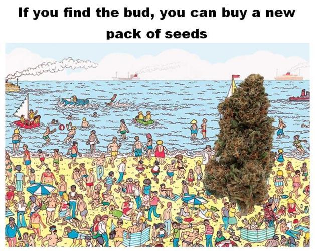 Δ Fast Buds Auto. Week 8 - Meme contest