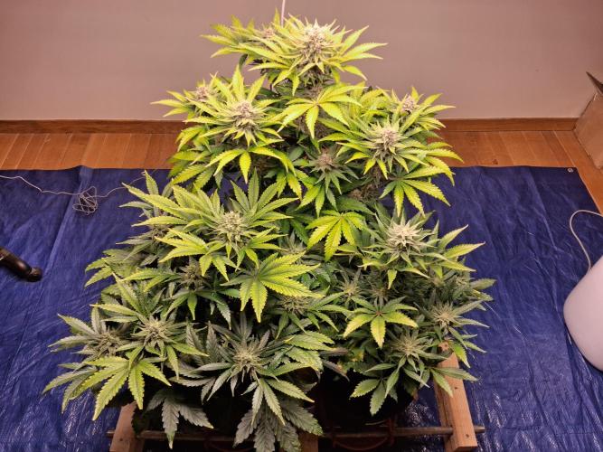 Δ Fast Buds Auto. Week 9 - Day 60