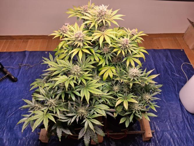 Δ Fast Buds Auto. Week 9 - D66