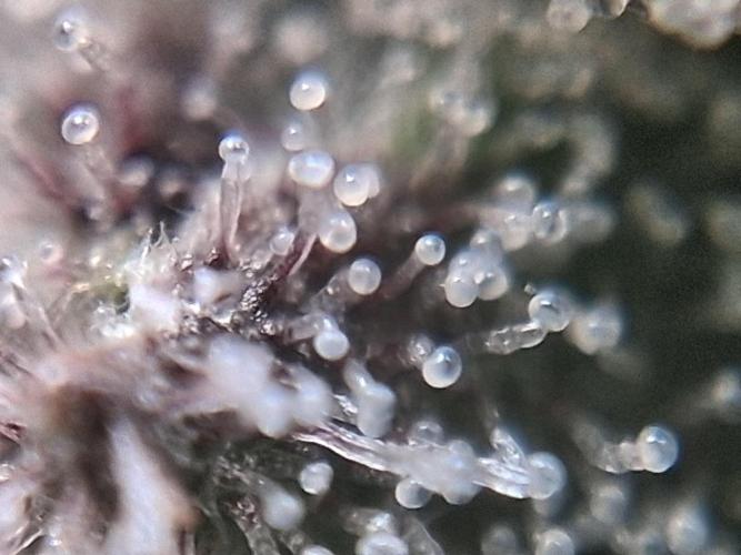 Δ Fast Buds Auto. Week 9 - D66 - Guava