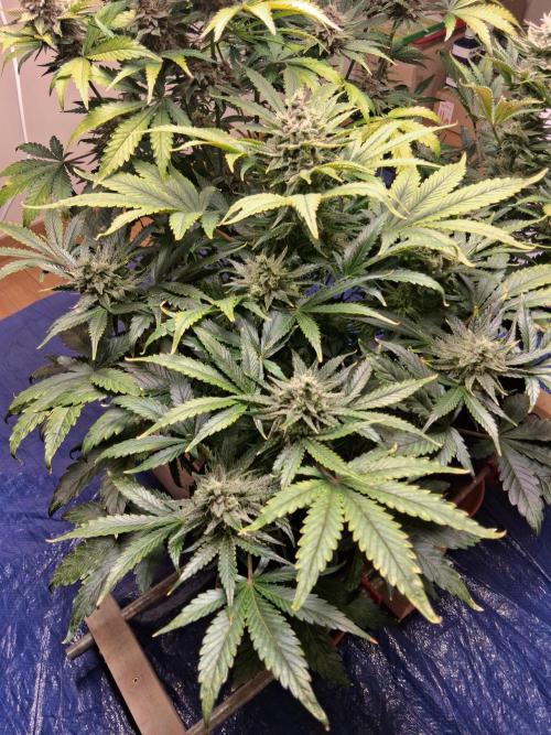 Δ Fast Buds Auto. Week 9 - D66 - Guava