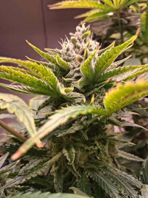 Δ Fast Buds Auto. Week 9 - D66 - Guava