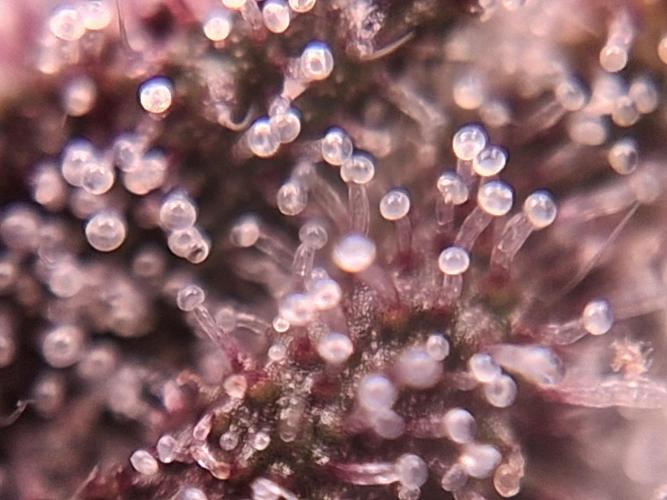 Δ Fast Buds Auto. Week 9 - D66 - Lemon Cherry Cookies