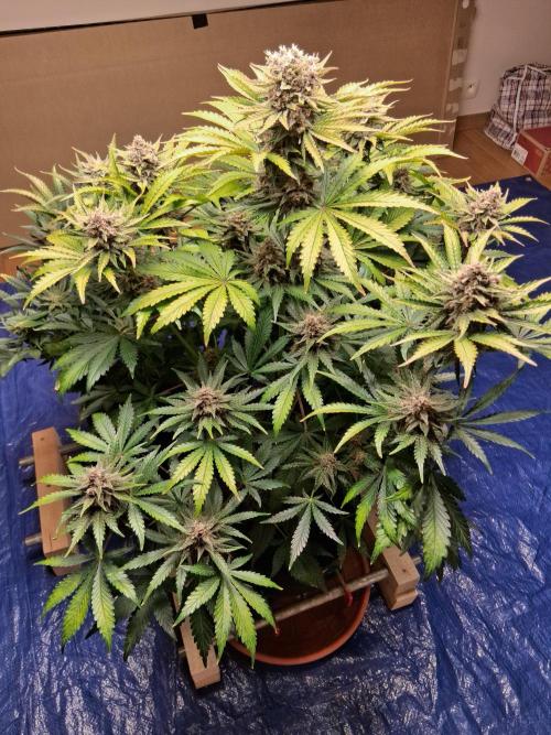 Δ Fast Buds Auto. Week 9 - D66 - Lemon Cherry Cookies