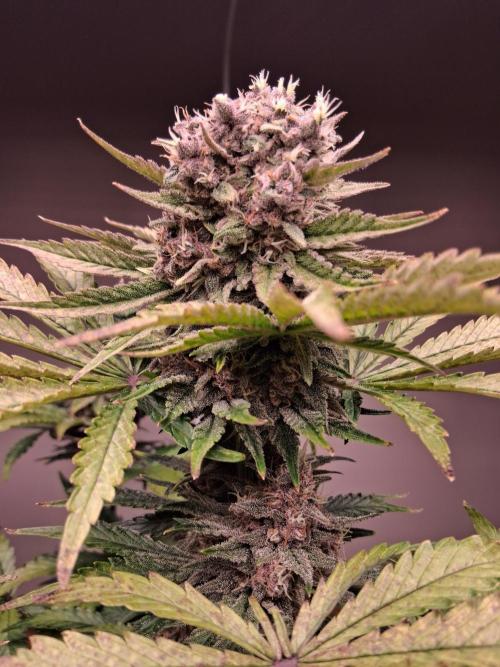 Δ Fast Buds Auto. Week 9 - D66 - Lemon Cherry Cookies