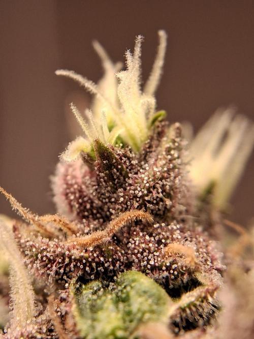 Δ Fast Buds Auto. Week 9 - D66 - Lemon Cherry Cookies