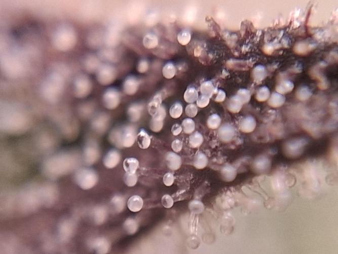 Δ Fast Buds Auto. Week 9 - D66 - Mimosa Cake