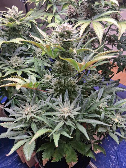 Δ Fast Buds Auto. Week 9 - D66 - Mimosa Cake