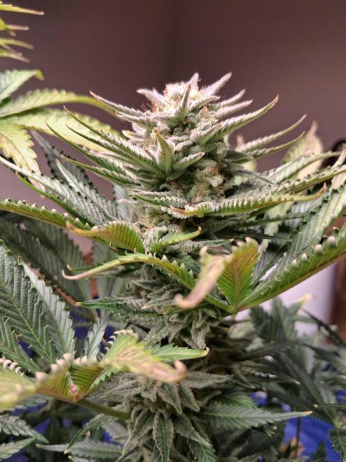 Δ Fast Buds Auto. Week 9 - D66 - Mimosa Cake