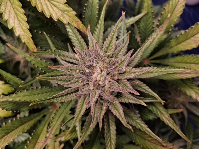 Δ Fast Buds Auto. Week 9 - D66 - Mimosa Cake