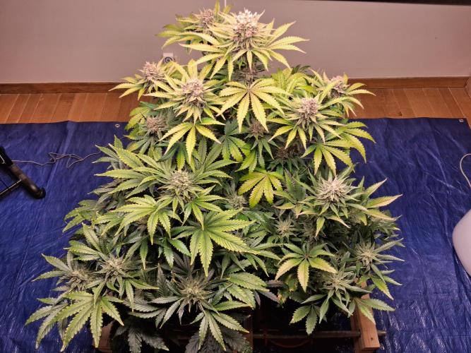 Δ Fast Buds Auto. Week 10 - Day 67