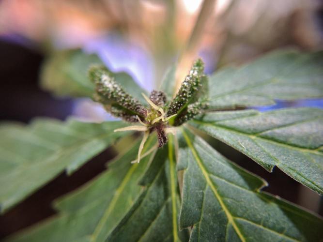Δ Fast Buds Auto. Week 10 - D68 - Lemon Cherry Cookies