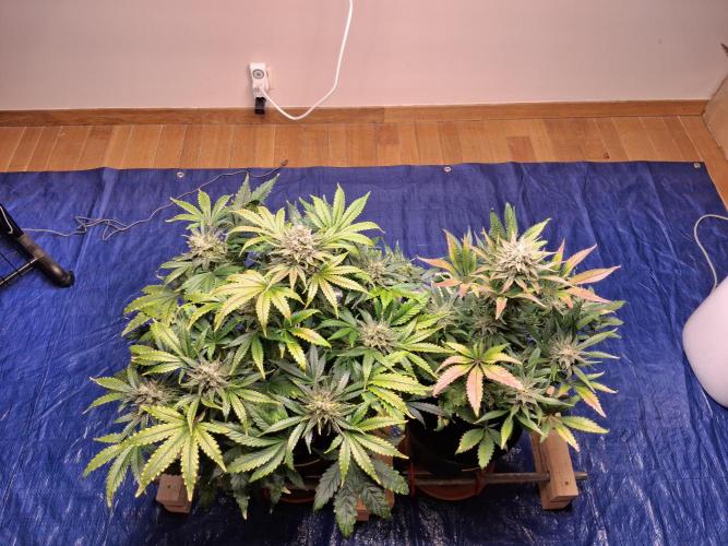 Δ Fast Buds Auto. Week 10 - D72 - Lemon Cherry Cookies harvested