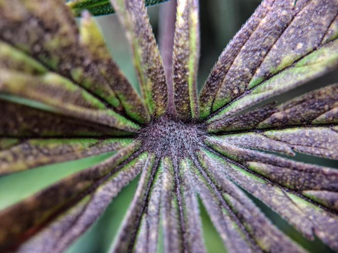 Δ Fast Buds Auto. Week 10 - D72 - Lemon Cherry Cookies