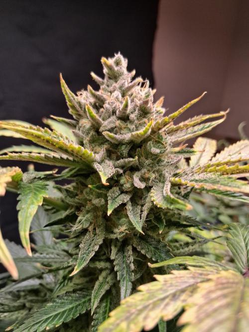 Δ Fast Buds Auto. Week 10 - D73 - Guava