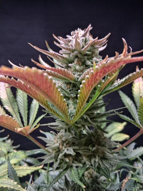 Δ Fast Buds Auto. Week 10 - D73 - Mimosa Cake