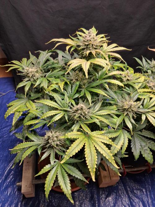 Δ Fast Buds Auto. Week 10 - D73 - Guava