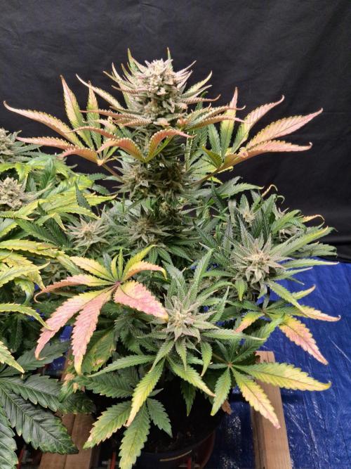 Δ Fast Buds Auto. Week 10 - D73 - Mimosa Cake