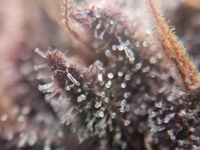 Δ Fast Buds Auto. Week 11 - D72