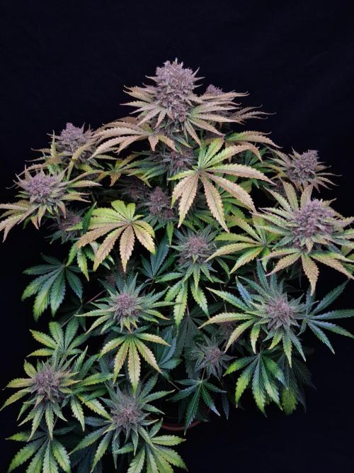 Δ Fast Buds Auto. Week 11 - D72