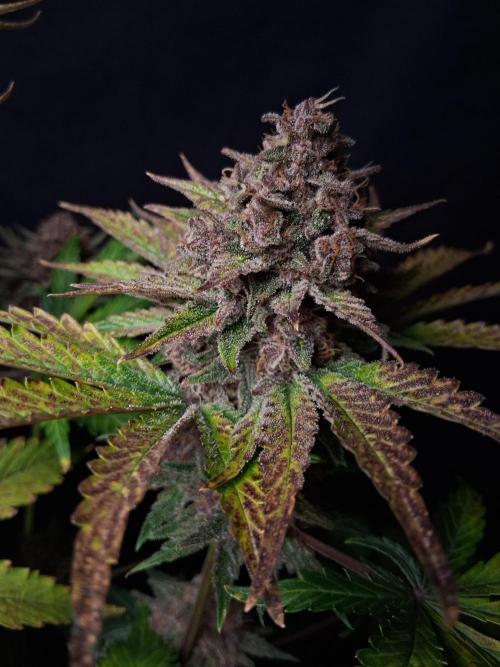 Δ Fast Buds Auto. Week 11 - D72