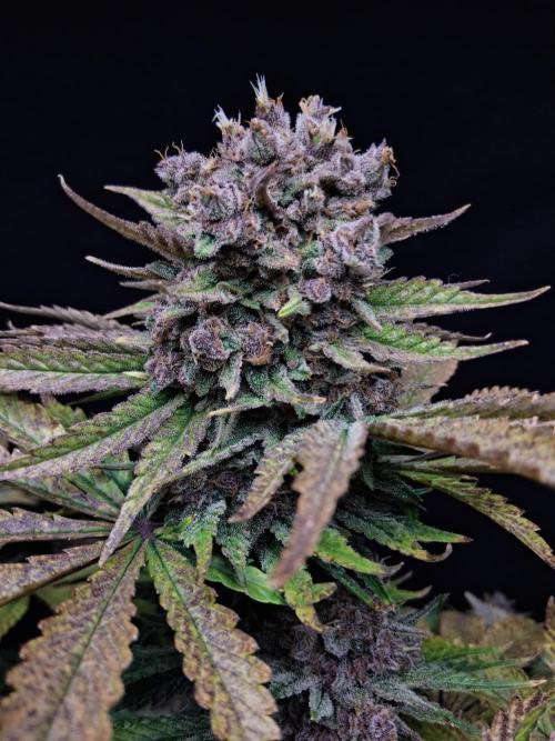 Δ Fast Buds Auto. Week 11 - D72