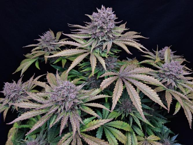 Δ Fast Buds Auto. Week 11 - D72