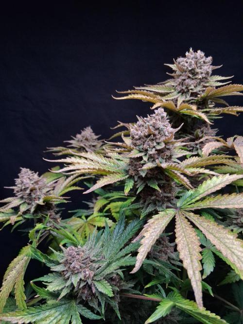 Δ Fast Buds Auto. Week 11 - D72