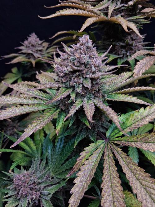 Δ Fast Buds Auto. Week 11 - D72