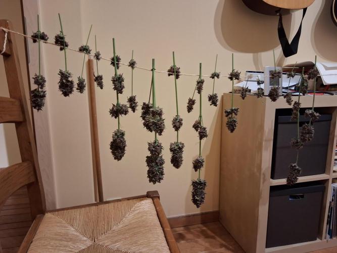 Δ Fast Buds Auto. Week 11 - D72 - First day of drying