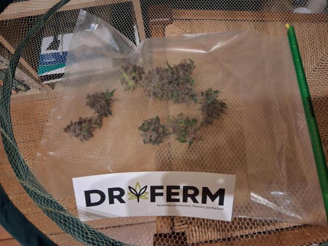 Δ Fast Buds Auto. Week 11 - D72 - First trial, see comments for more info